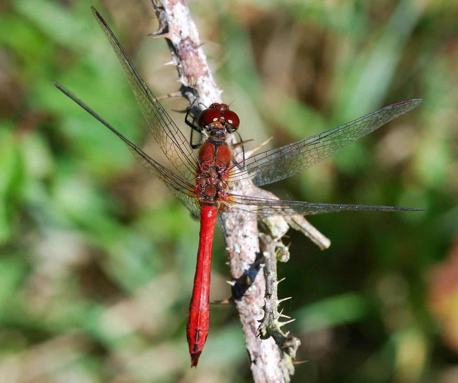 Male Sympetrum sanguineum by Peter Hunt